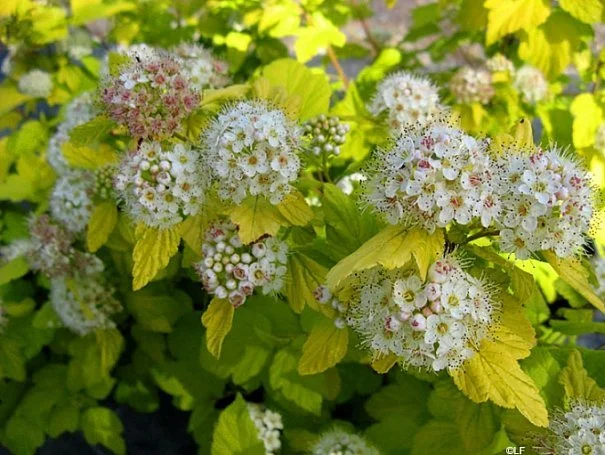 physocarpus_nugget.jpg