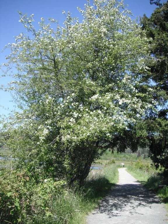 Malus-fusca-tree.jpg