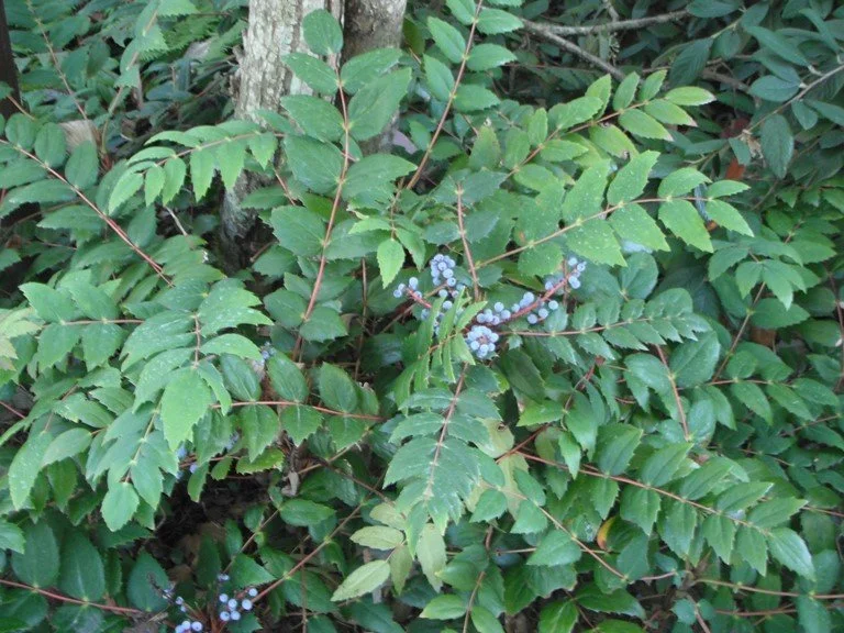 Low-Oregon-Grape.jpg