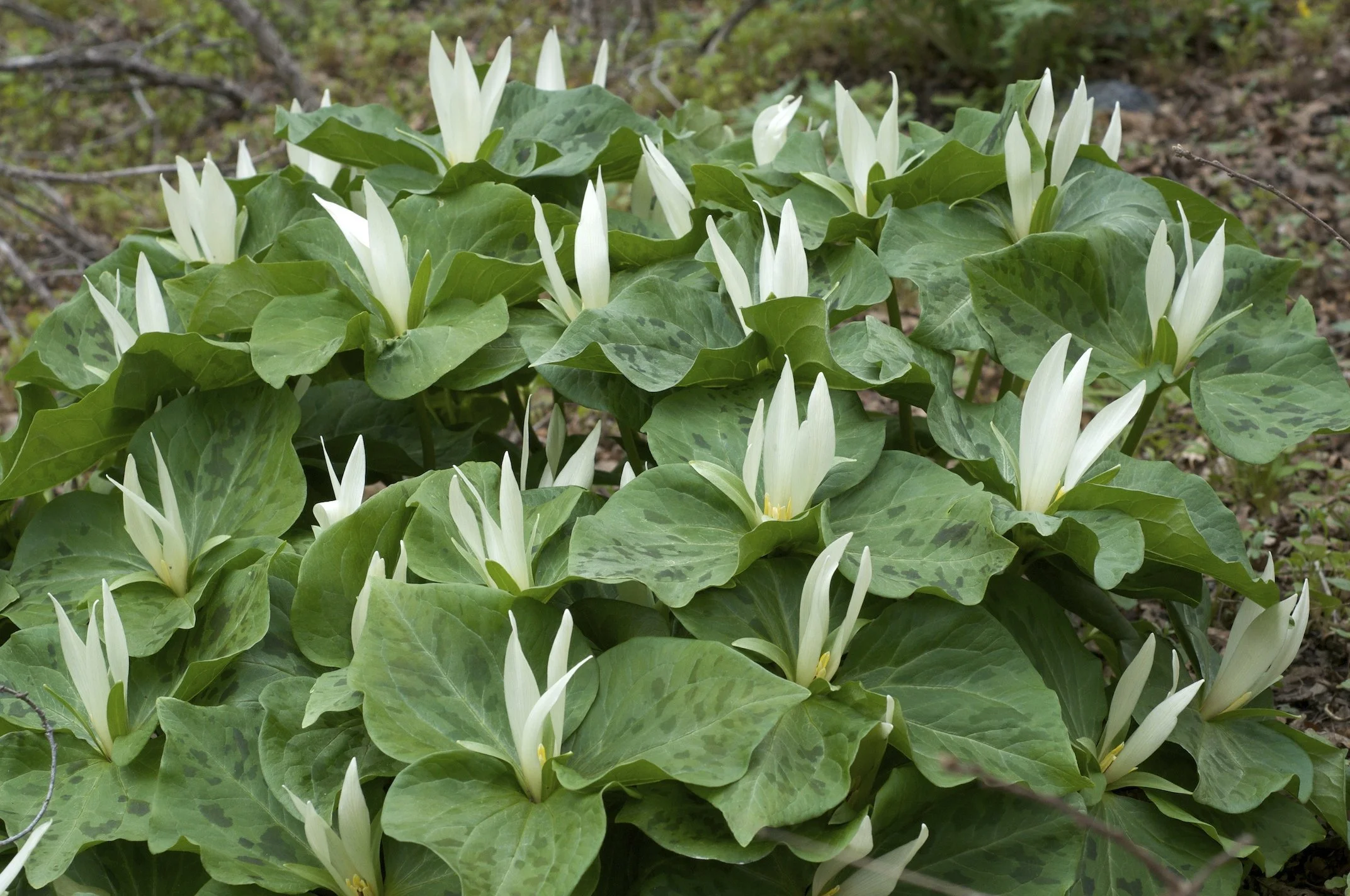 Trillium_albidum_2.jpg