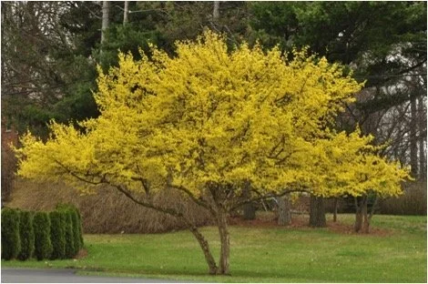 Cornelian-Cherry-Tree.jpg