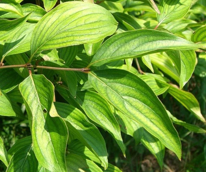 1.Cornus_mas_leaves.jpg