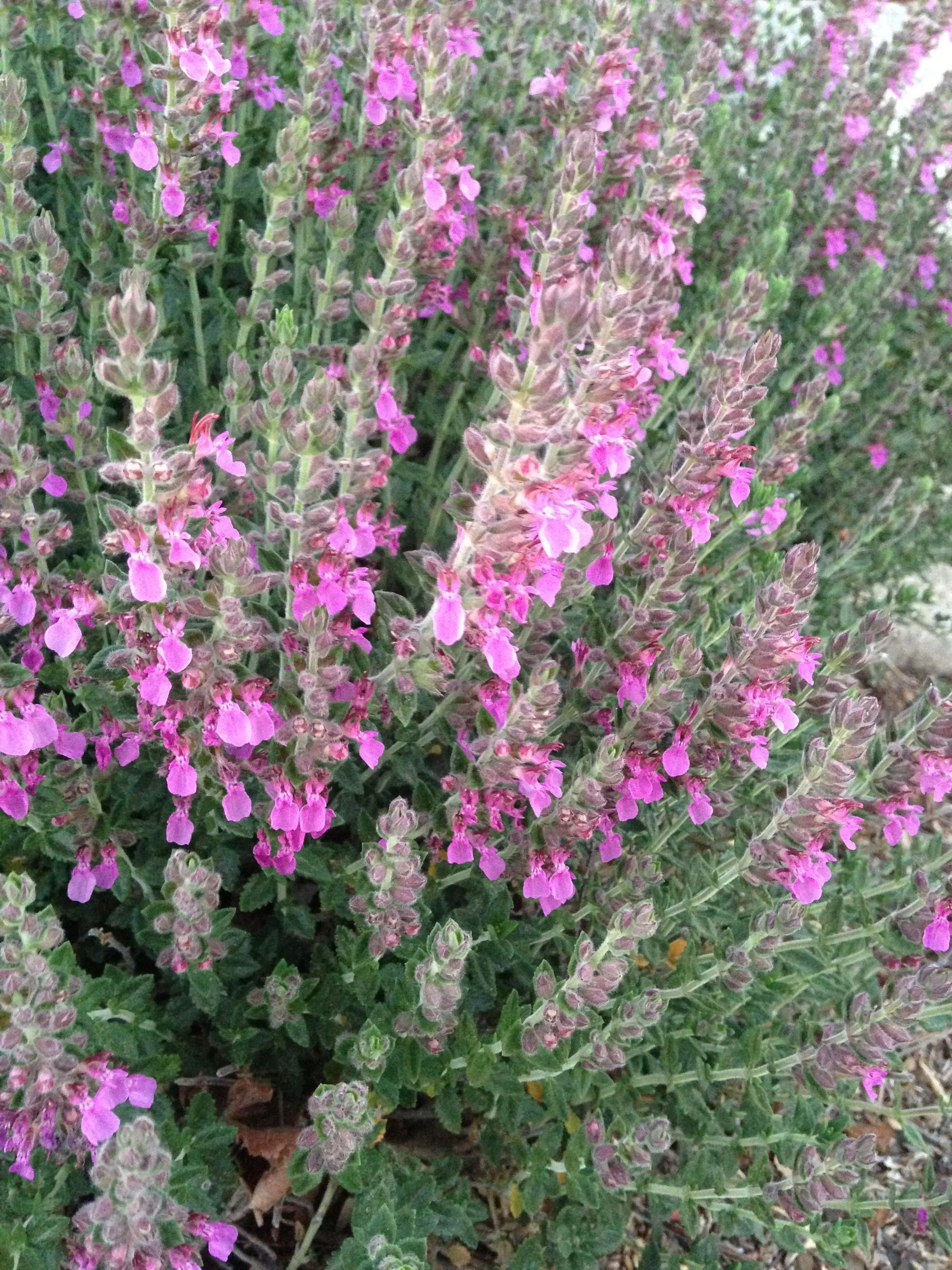 germander+2.jpg