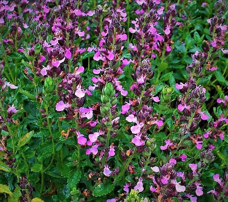 Teucrium_chamaedrys_001+%282%29.jpg