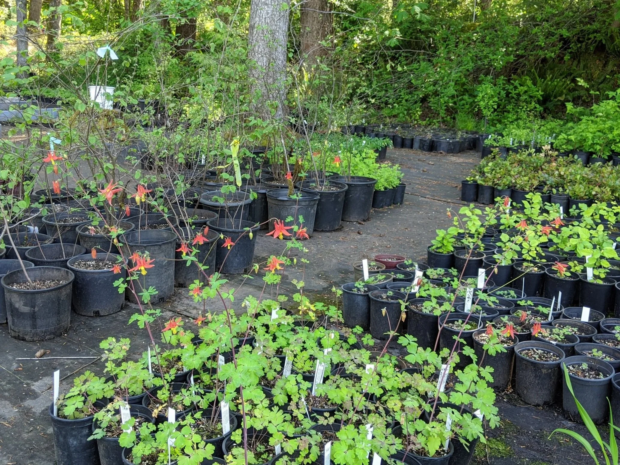 Spring Plant Sale