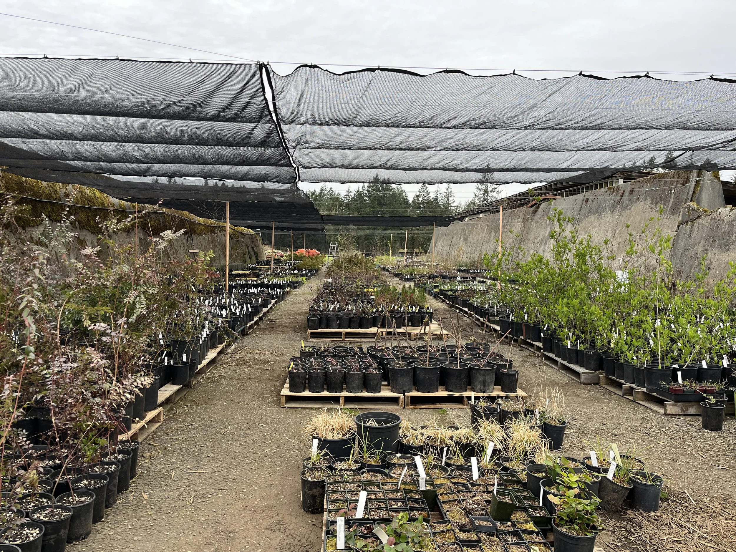 NPSF’s Native Plant Nursery Moves to Broadfields Farm near Littlerock