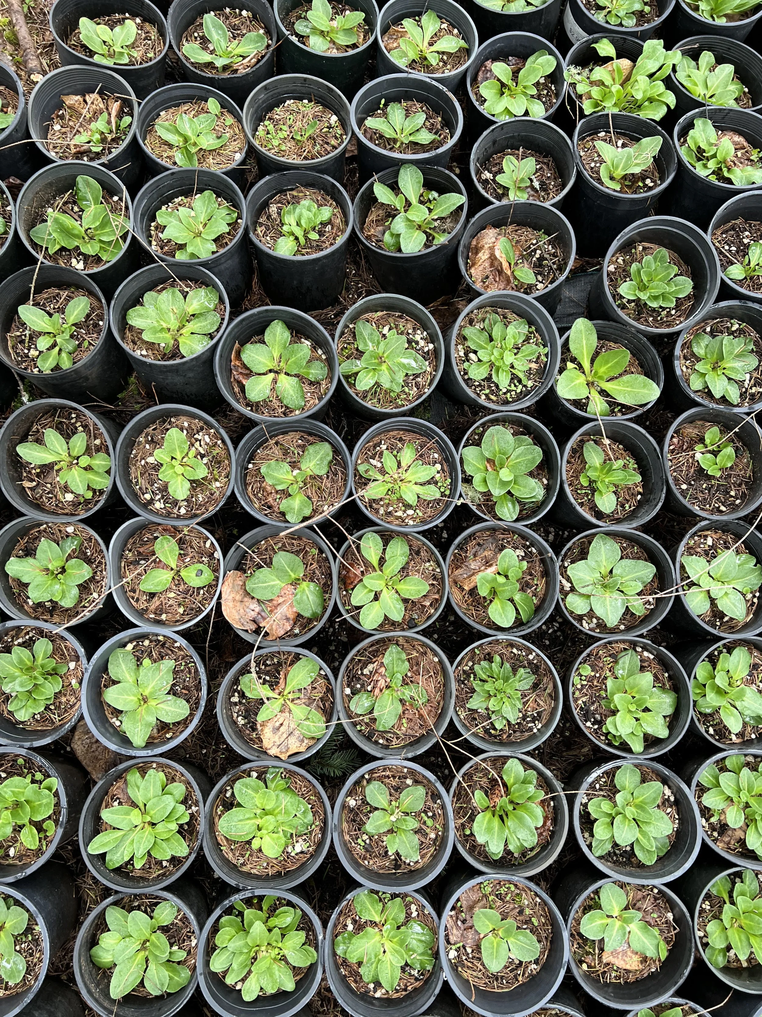 Volunteer during our Fall Plant Sale