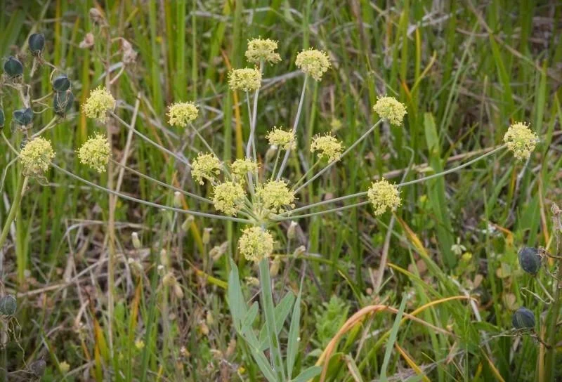 lomatium nudicaule 2.jpg