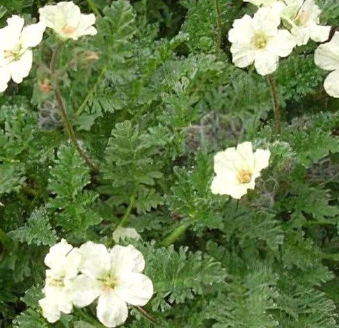 Erodium chrysanthum (Golden Stork's-bill)
