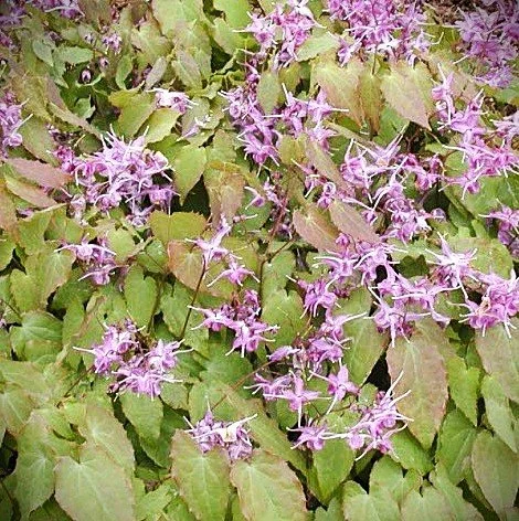 epimedium lilafee.jpg