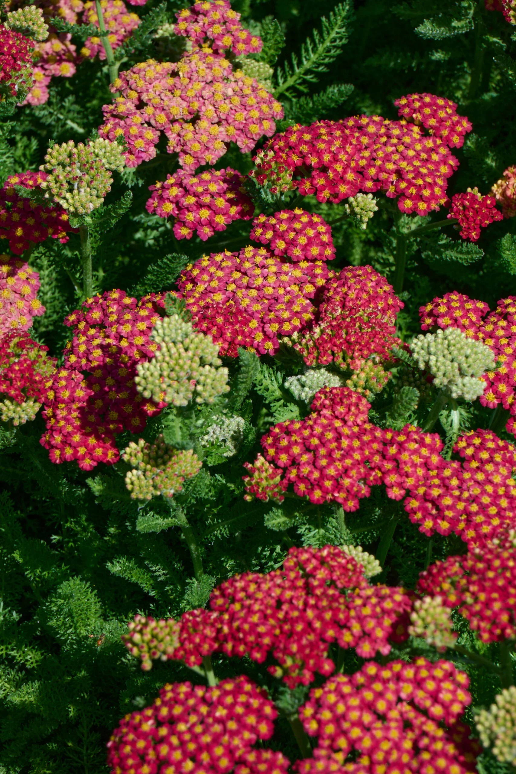 achillea desert eve red closeup.webp