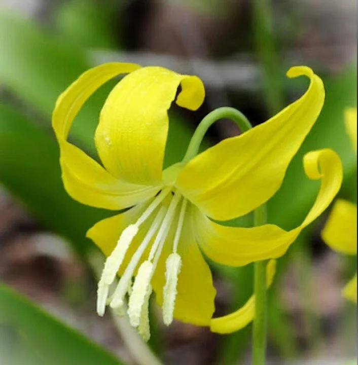 Erythronium grandiflorum (Yellow Glacier Lily)