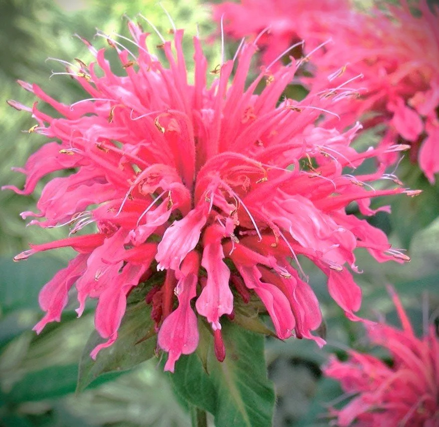 Monarda 'Coral Reef' (Coral Reef Beebalm) 1 Qt.