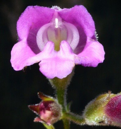 notho nem into the mouth.jpg