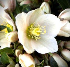 Helleborus joker flowers.jpg