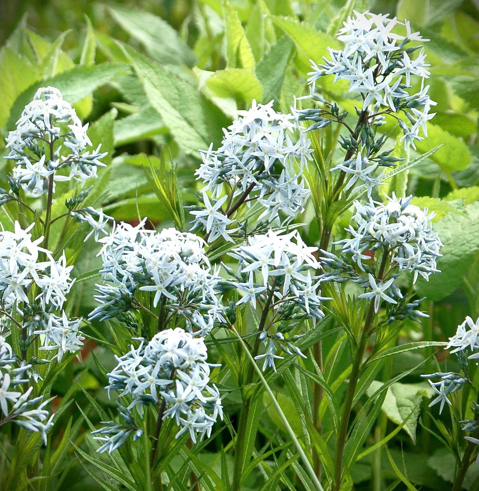 Amsonia Bases Loaded flower.jpg