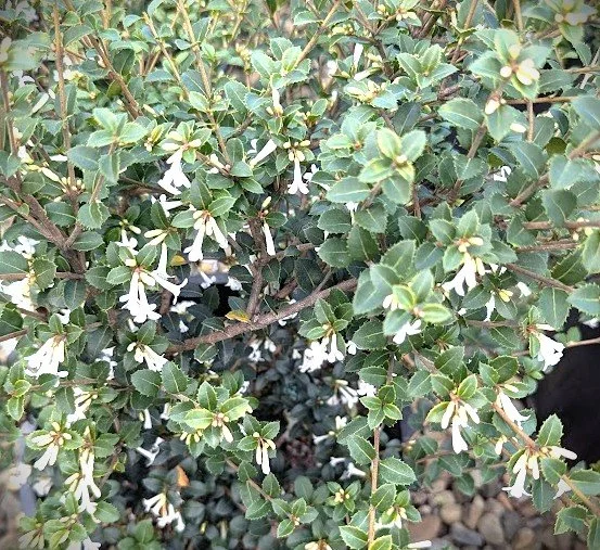 osmanth dela pot2.jpg