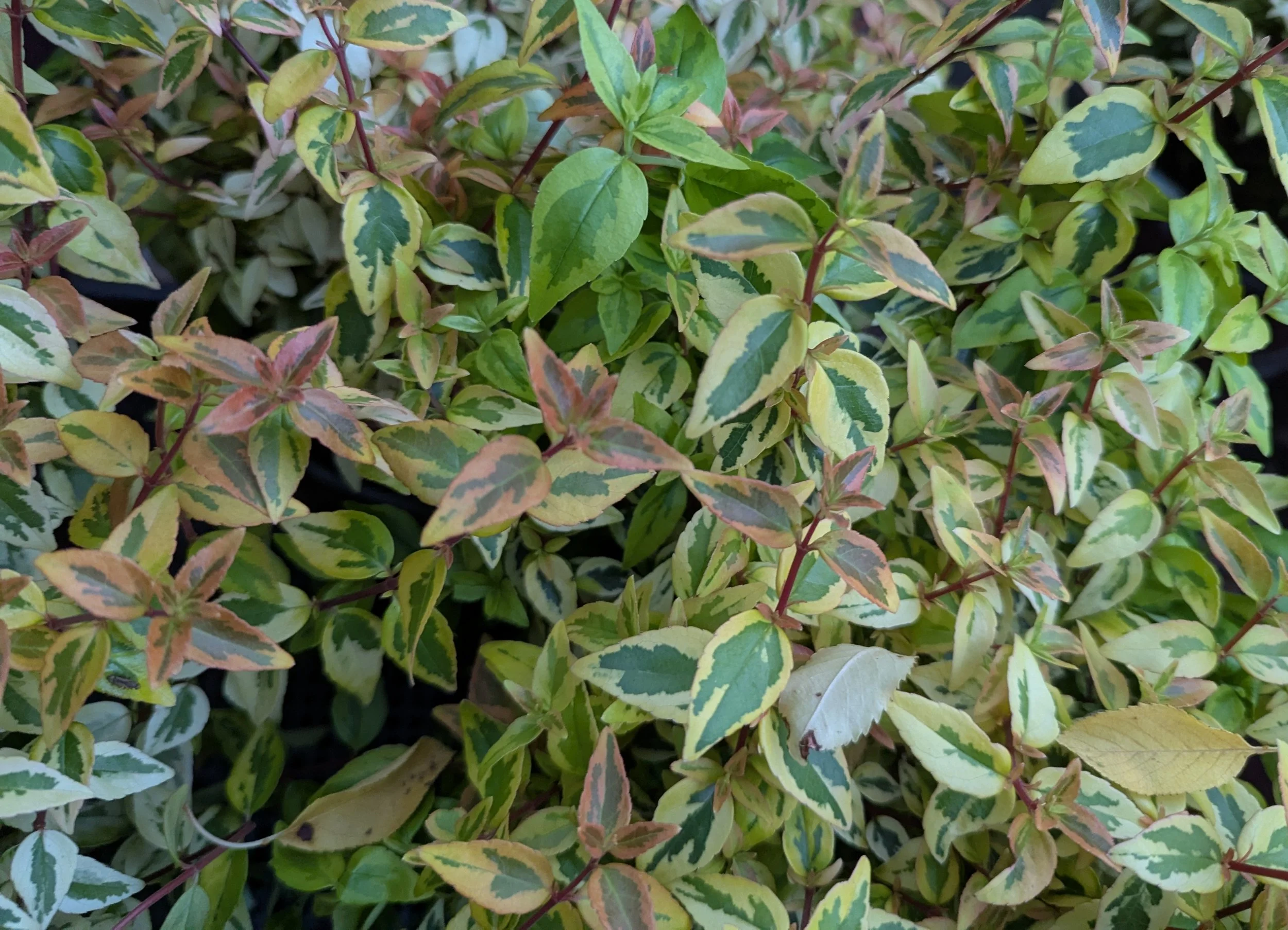 abelia kaleidoscope 1.jpg