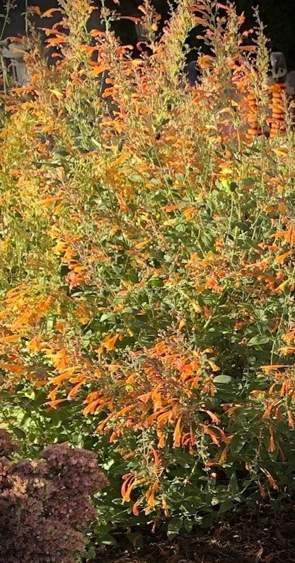 agastache tall 2.jpeg