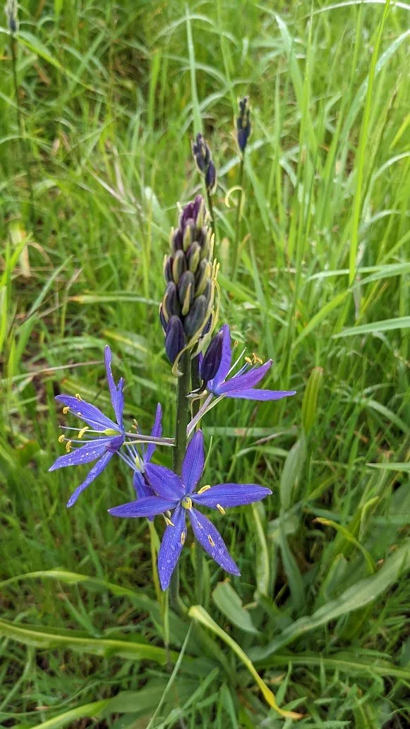 camassia giant.jpg
