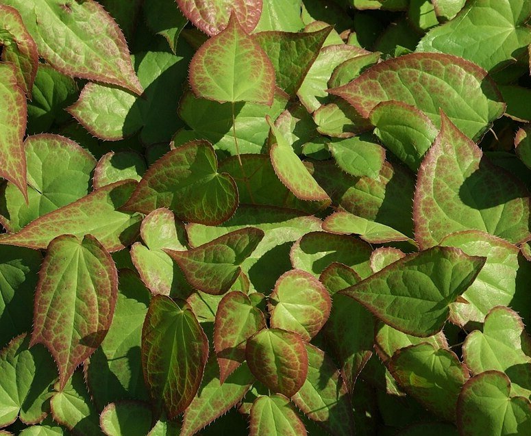 Epimedium foliage spring.jpg