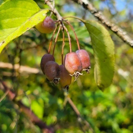 Malus fusca (Pacific Crabapple)