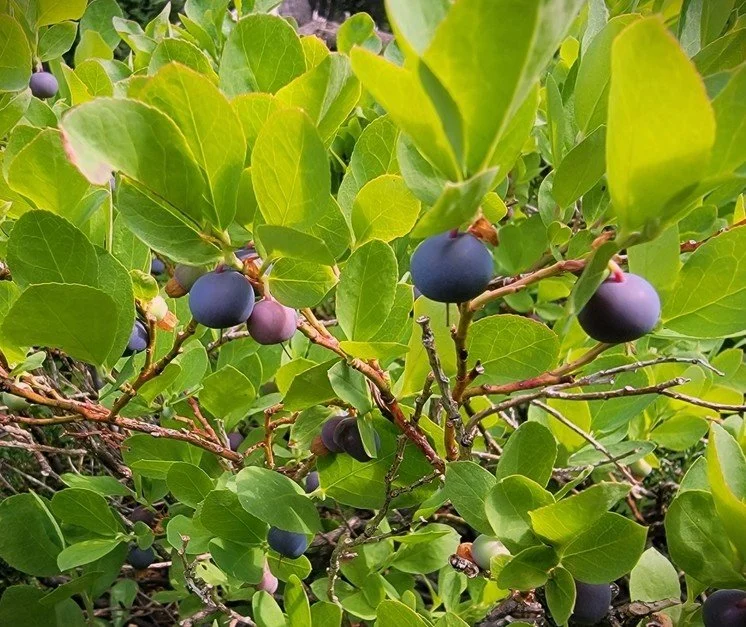 vac cesp fruit bunch.jpeg