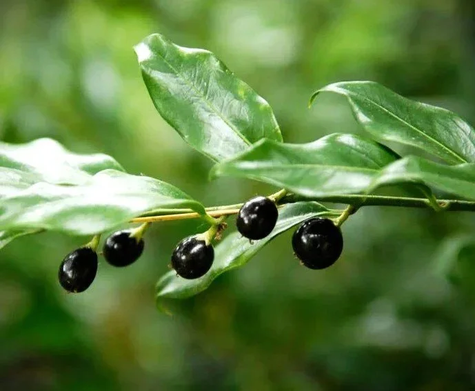 sarcoco+fruit.jpg