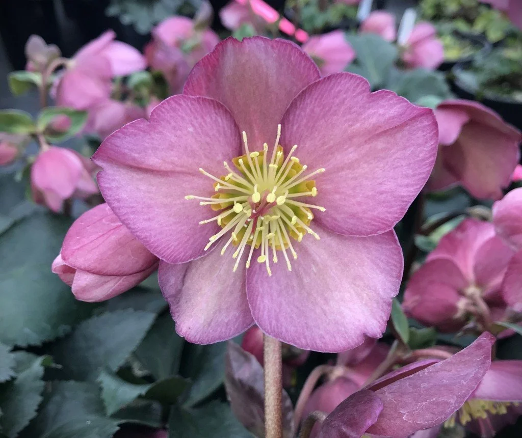 Helleborus 'Ice N' Roses Early Rose' (Ice N' Roses Early Rose Hellebore) (1 quart)
