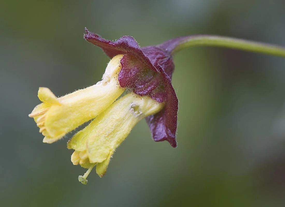 Lonicera involucrata (Black Twinberry)