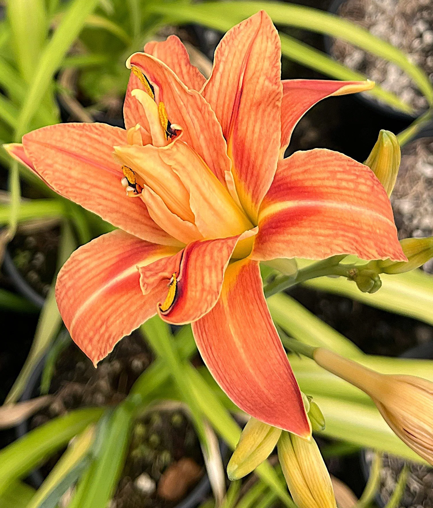 Hemerocallis 'Kwanso' (Daylily cultivar - Double apricot-orange) 1 gal