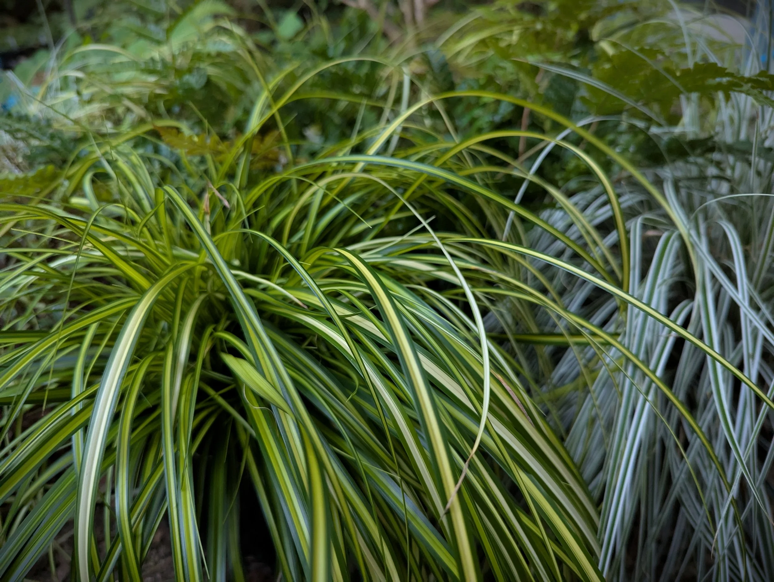 Carex oshimensis 'EverColor Eversheen' (EverColor Eversheen Variegated Sedge) (1 gal)