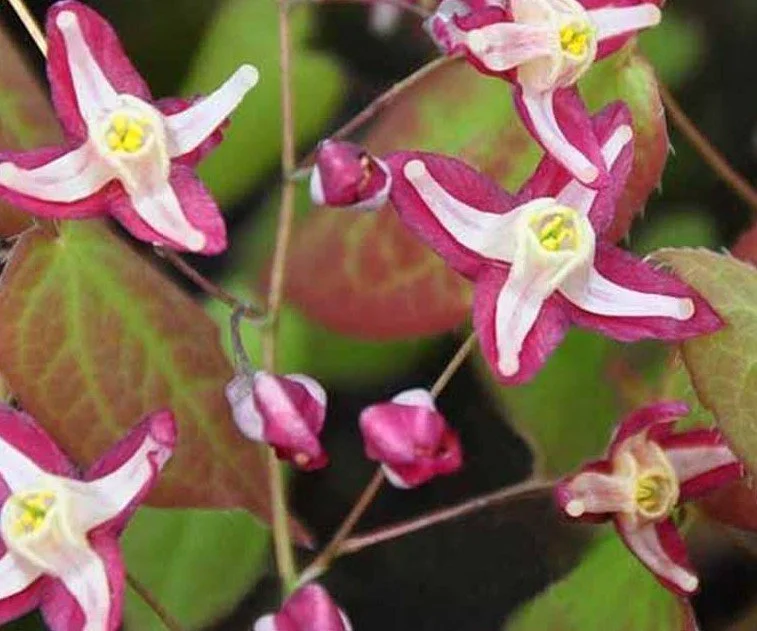 Epimedium x rubrum 'Galadriel' (Galadriel Red Barrenwort) 1 qt