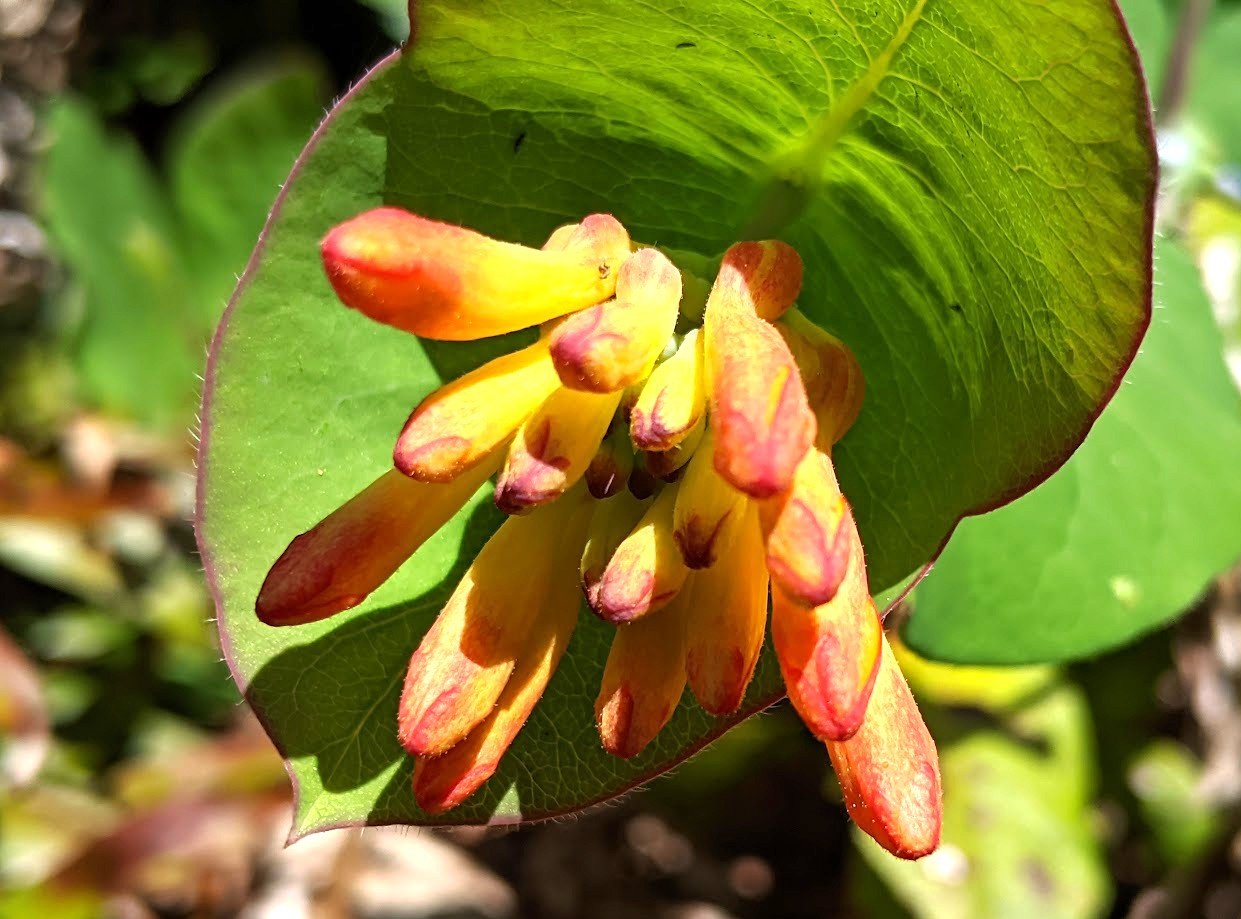 lonicera buds.jpg