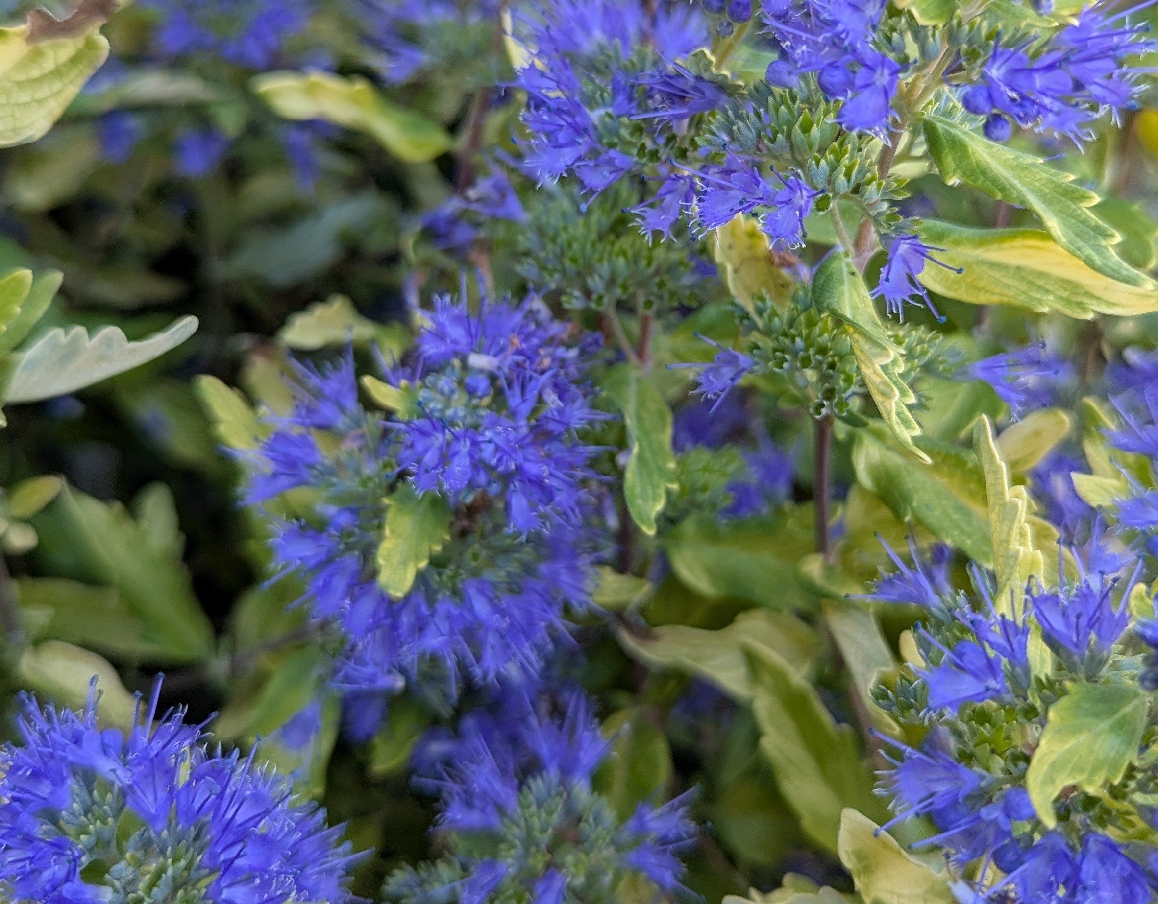 Caryopteris gold crest eg3 overview.jpg