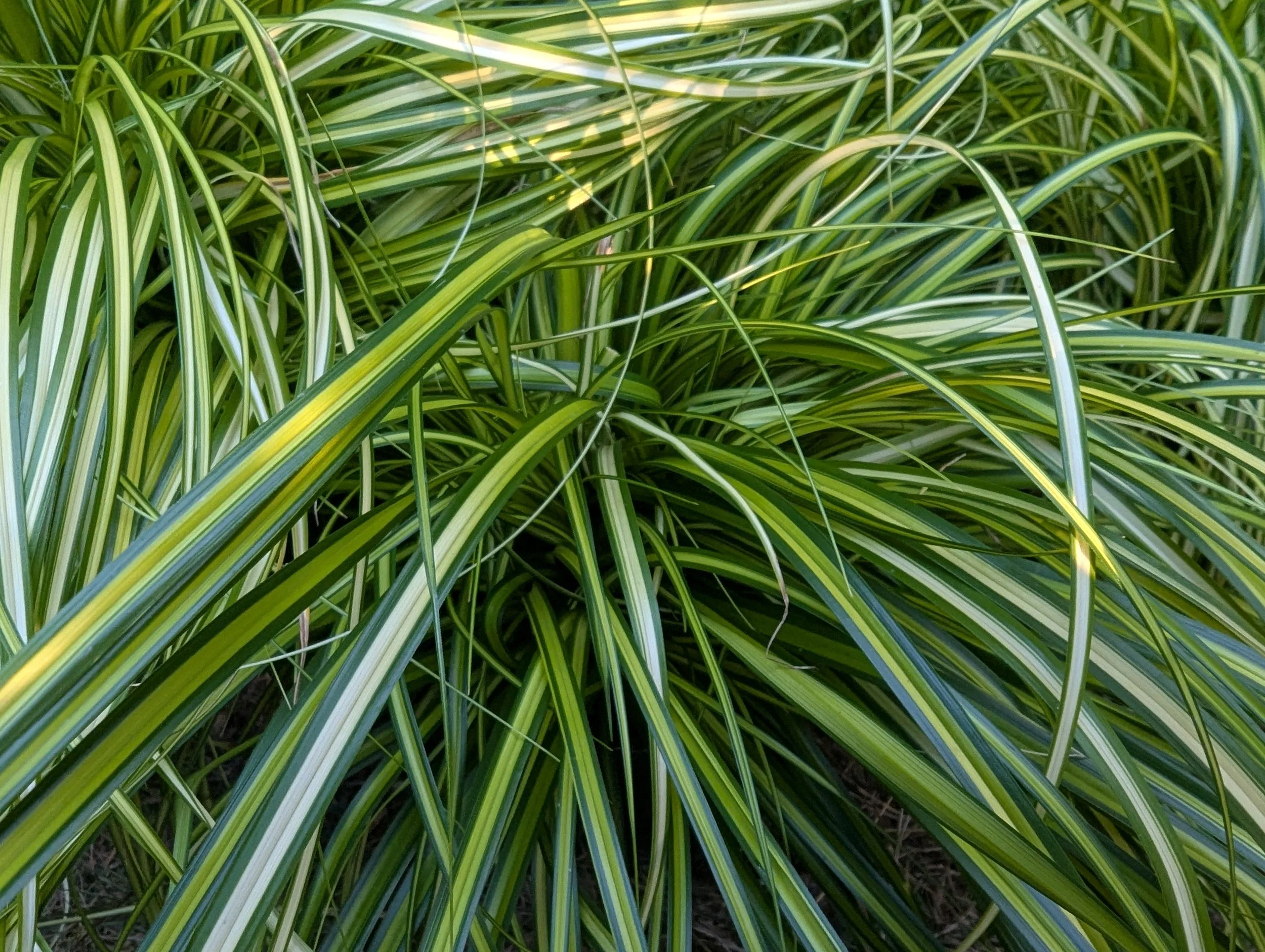 Carex eversheen foliage.jpg