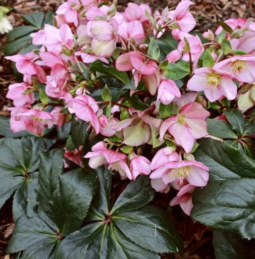 Helleborus-x-glandorfensis-Ice-N-Rose-Early-Rose.jpg