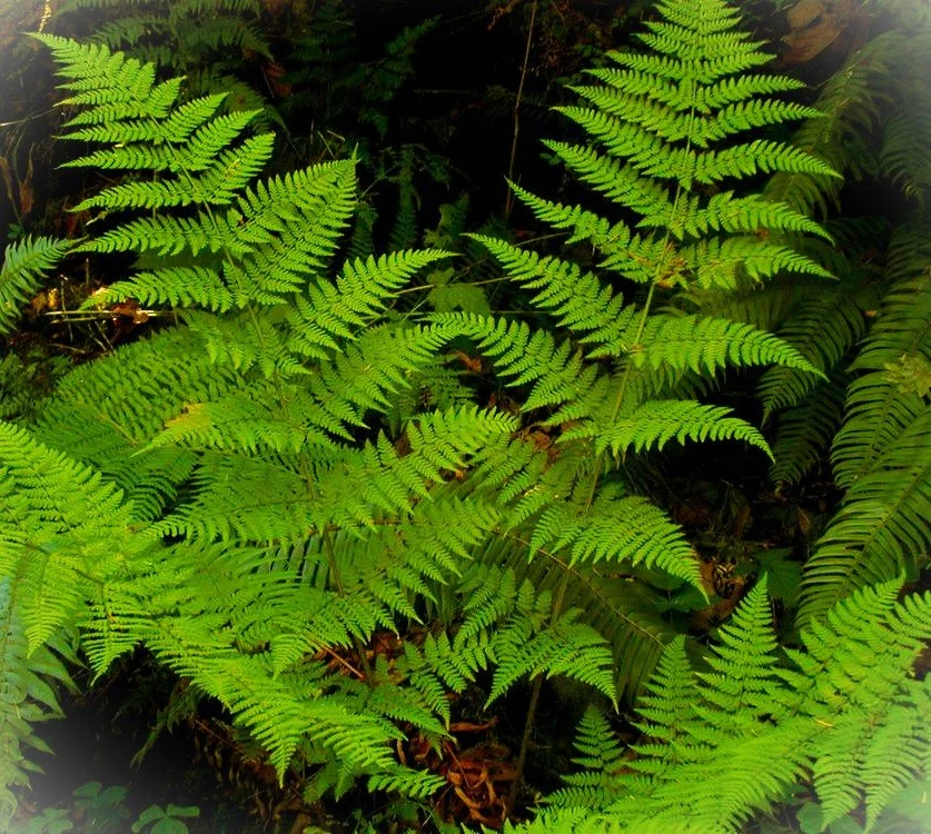 dryopteris expansa 1.jpg