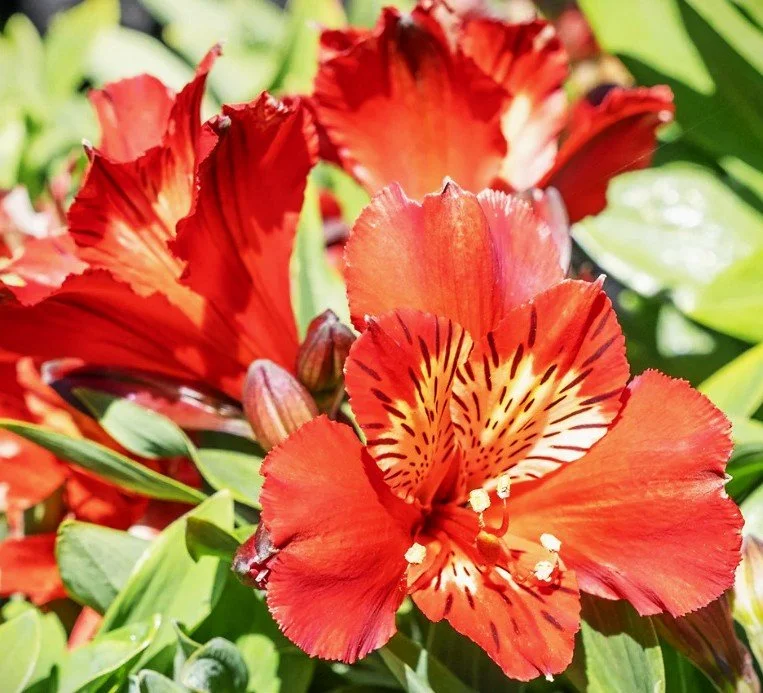 alstroemeria3.jpg
