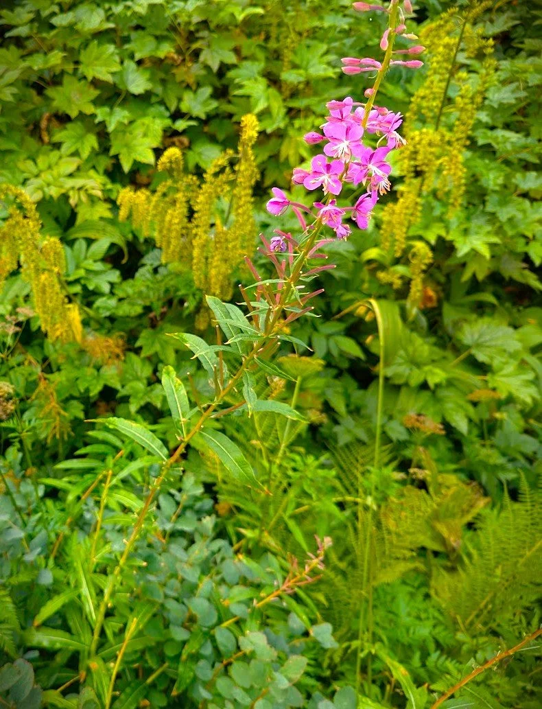 Chamaenerion angustifolium (Fireweed) 1 gal
