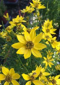 Coreopsis verticillata 'Tweety' (Tweety Coreopsis) 1 qt.