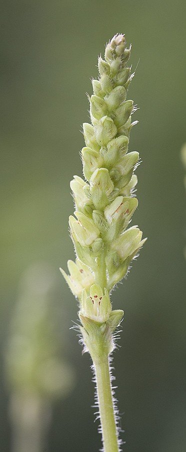 heucher chlor flower.jpg
