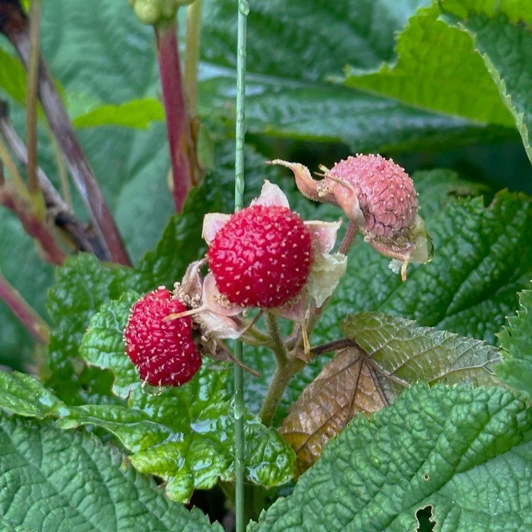 Rubus parviflorus (Thimbleberry)