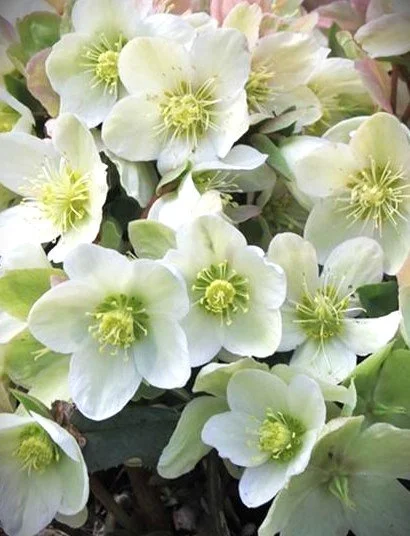 Helleborus x ericsm. 'Joker' (Joker Hellebore) 1 qt