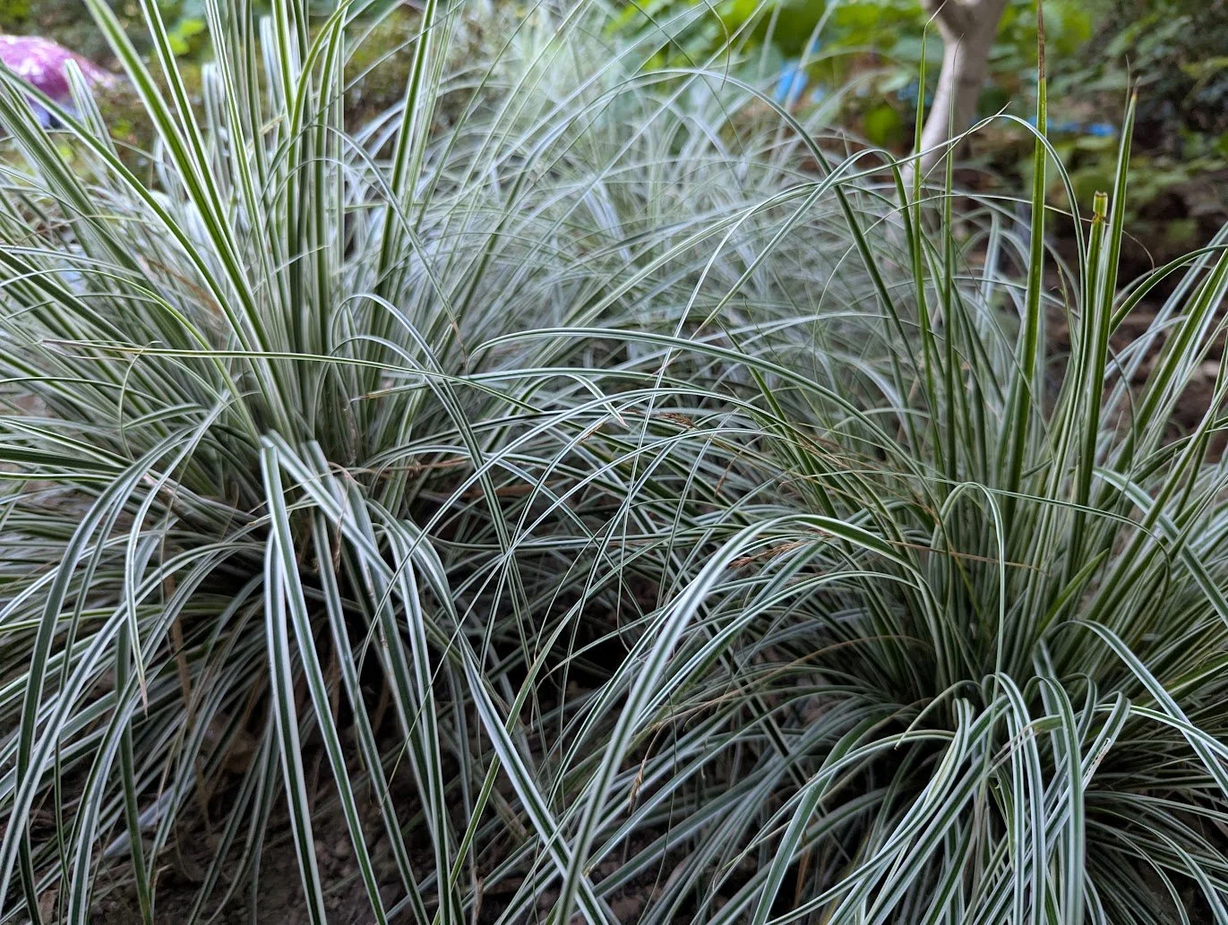 carex everest group.jpg