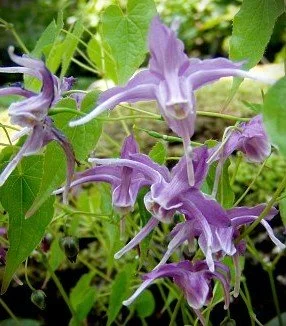 Epimedium grandiflorum 'Koji' (Koji Fairy Wings) 1 gal