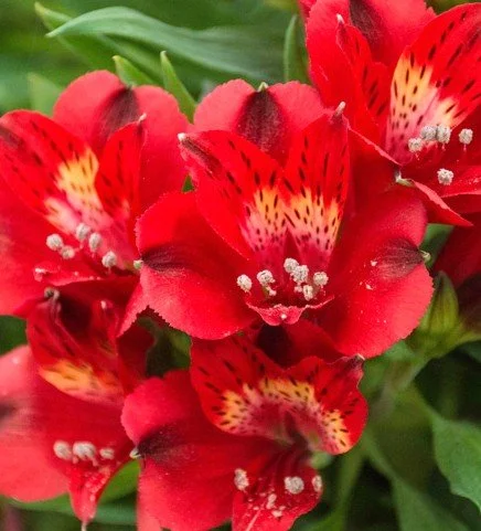 Alstroemeria2.jpg