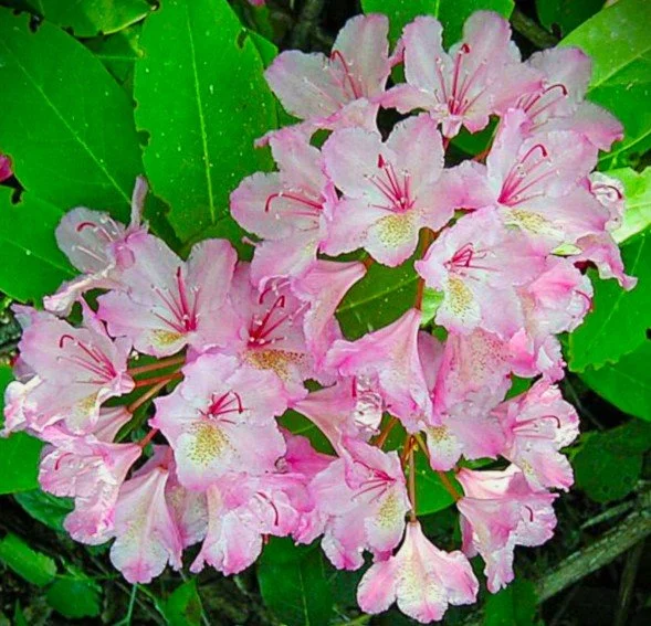 rhododendron macrophyllum.jpg