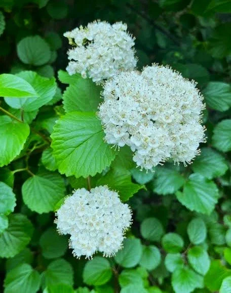 Viburnum ellipticum (Oval-leaved Viburnum)
