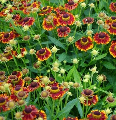 Helenium autumnale 'Bandera' (Mariachi Bandera Helenium/Sneezeweed)